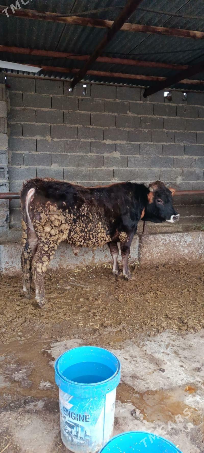 argnal şwes okuz - Bäherden - img 1