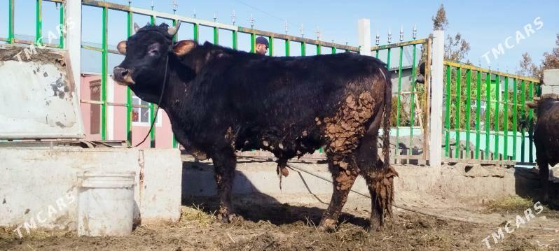 semyz sygyr okuz - Bäherden - img 1