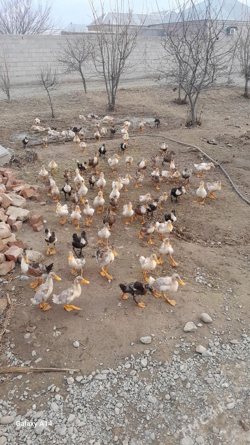 ördek - Бахарден - img 1