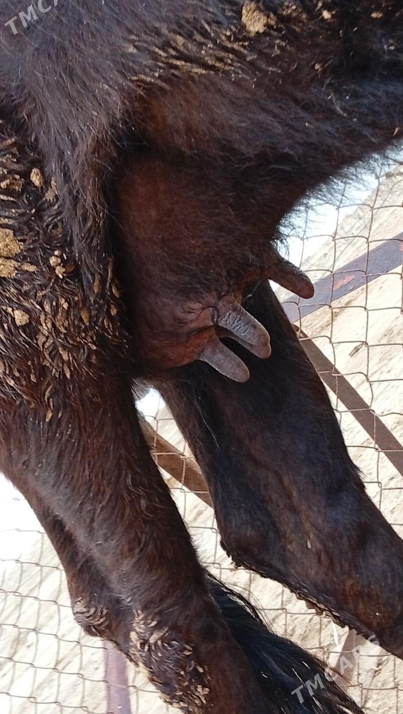 2 sany tanaly sygyrlar - Esenguly - img 1