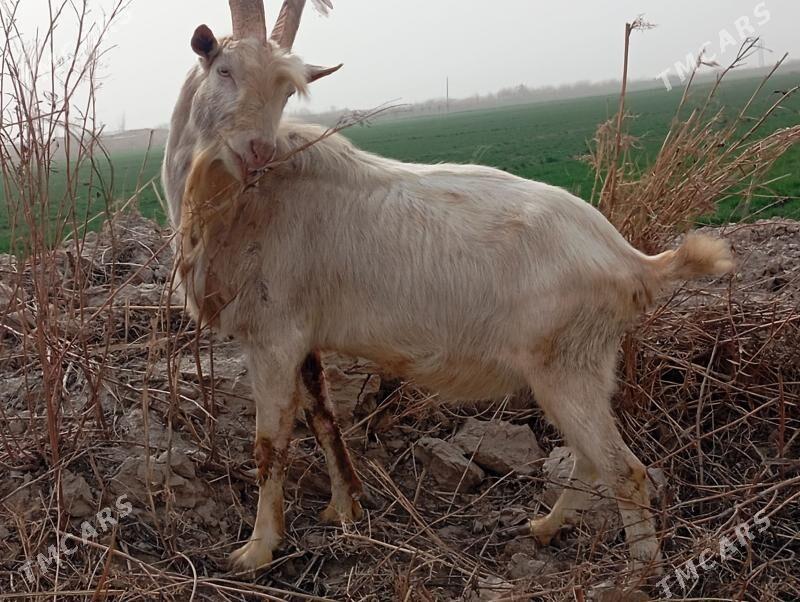 zenon teke - Dänew - img 1