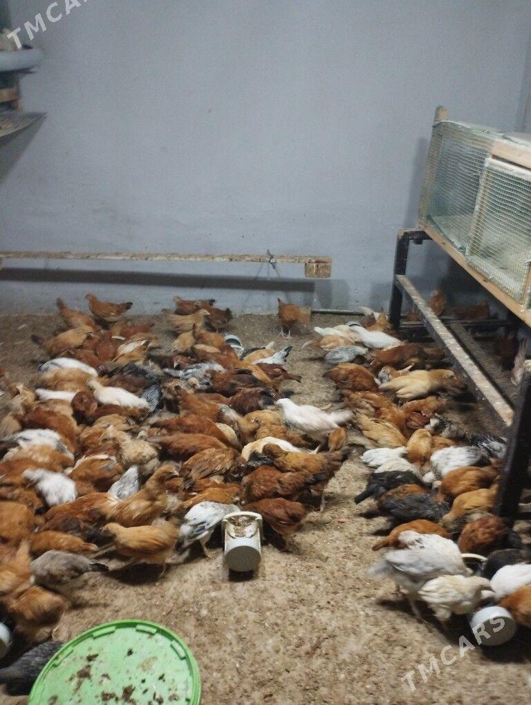 juje - Köşi - img 1