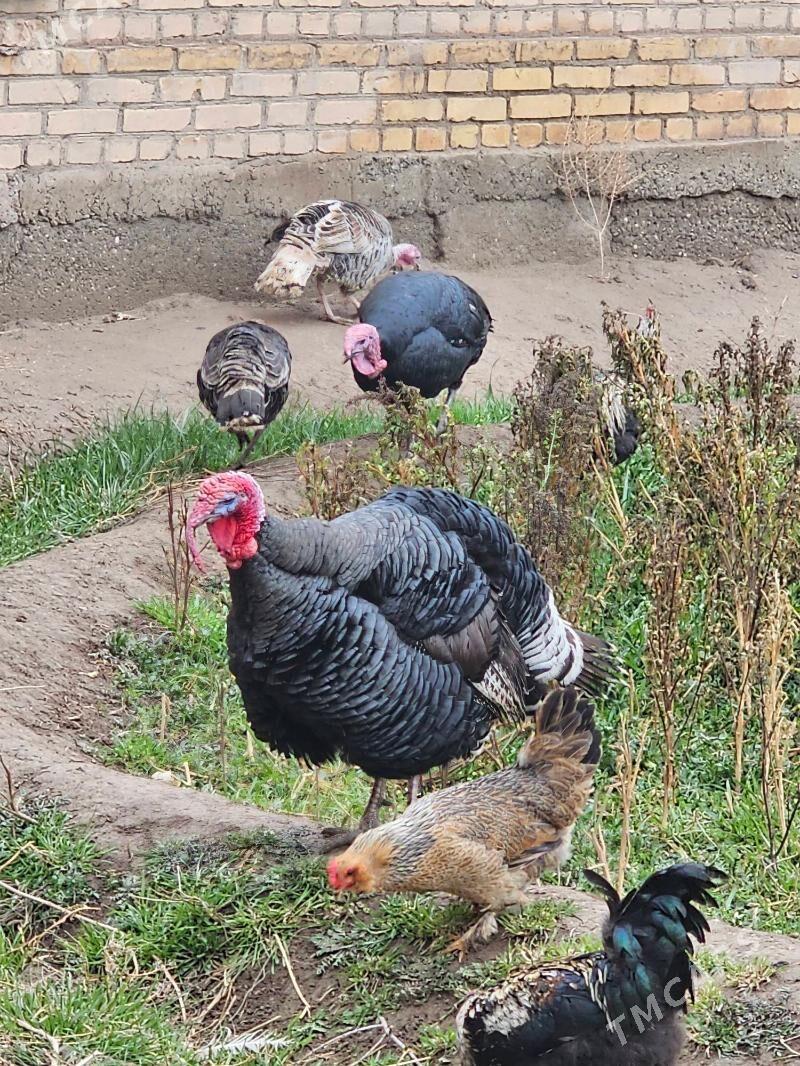 induk - Туркменабат - img 1