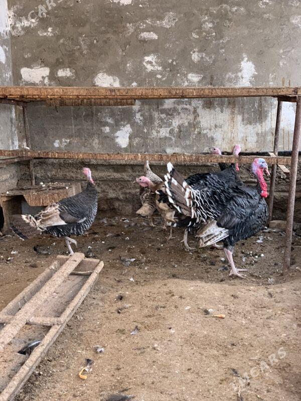 induk maki horaz - Mary - img 1