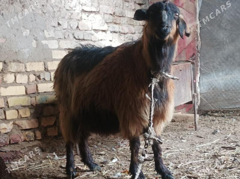 Bogaz geci - Dänew - img 1