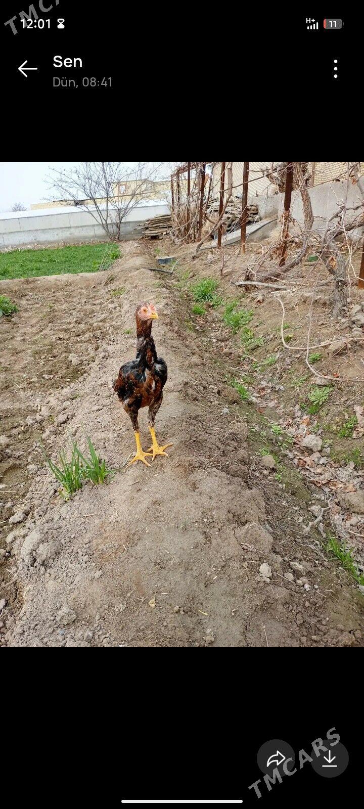 towuk we horaz jüje - Сакарчага - img 1