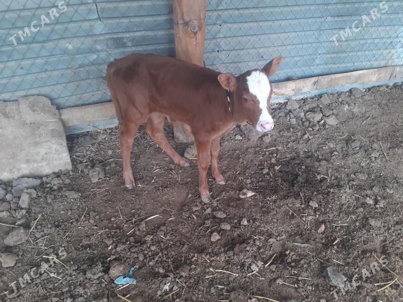 saglyk sygyr - Сакар - img 1