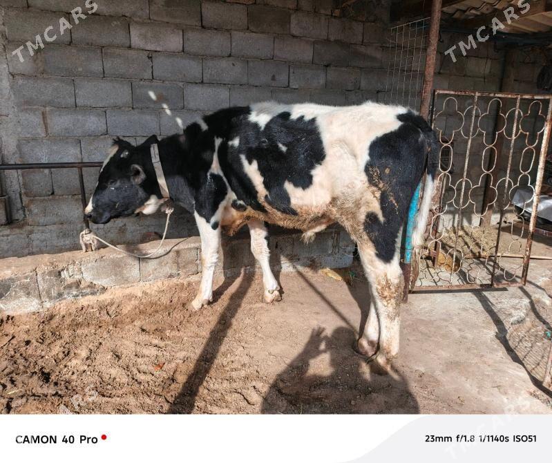 öküzler - Ашхабад - img 1