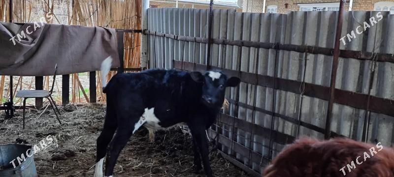 Golesteyin okuz - Mary - img 1