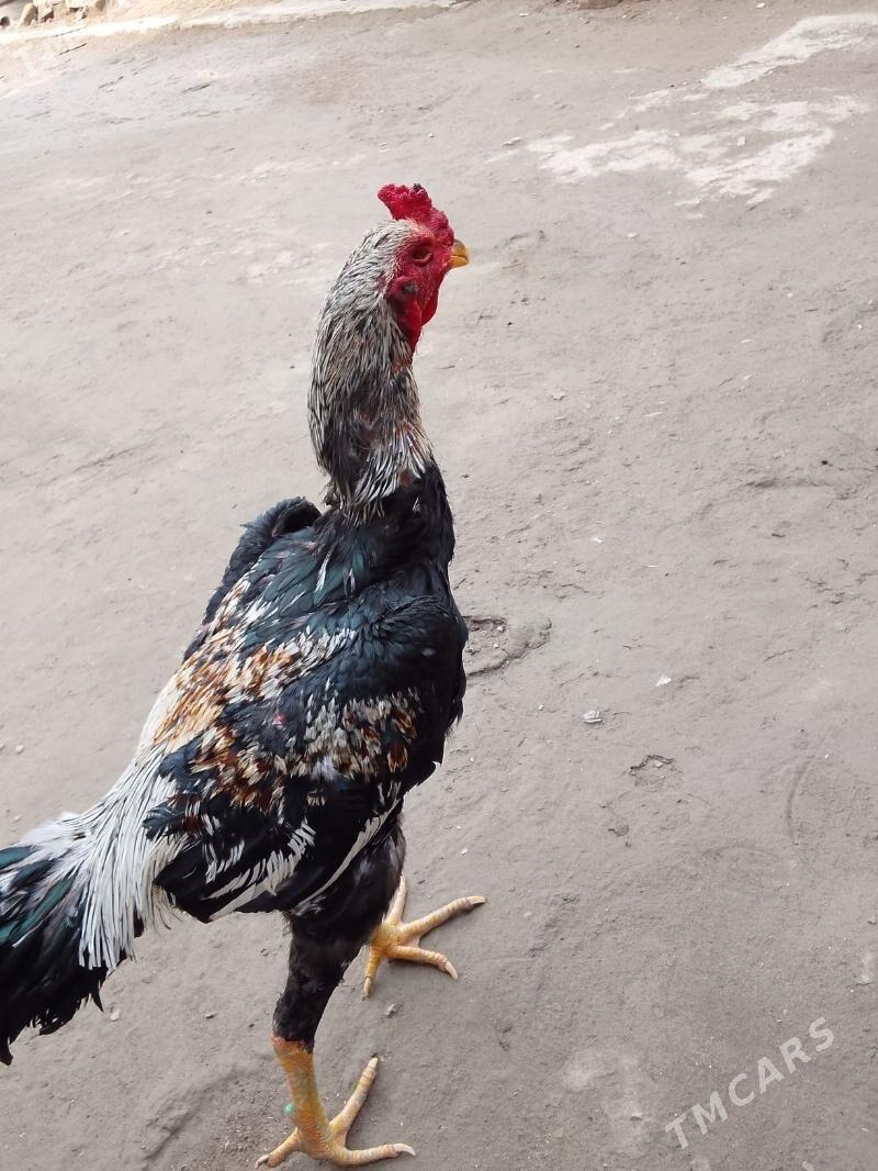 хораз - Туркменабат - img 1