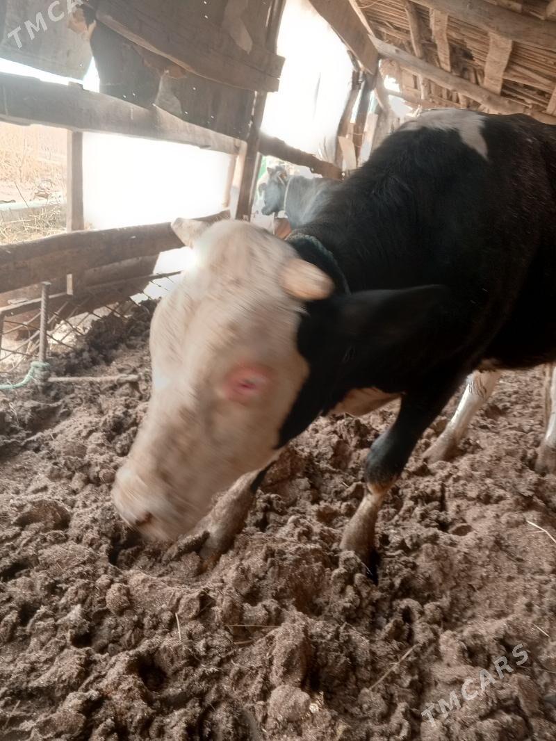 okuz - Чарджоу - img 1