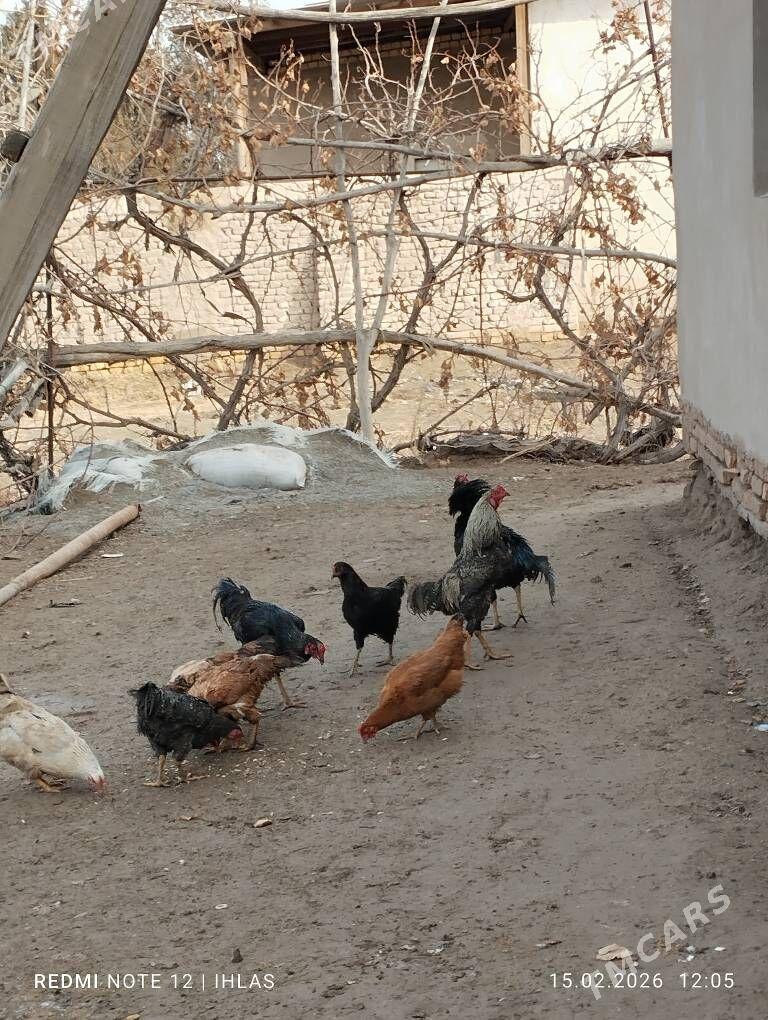 Хоразлар - Дашогуз - img 1