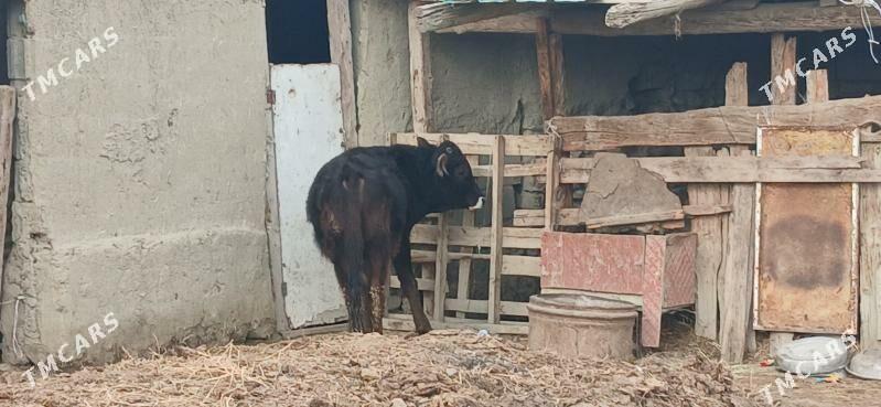 SWES OKUZ - Бахарден - img 1