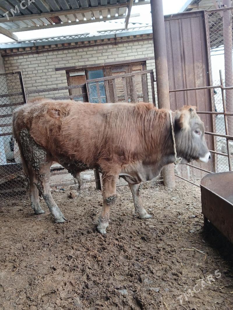 swes okuz - Бахарден - img 1