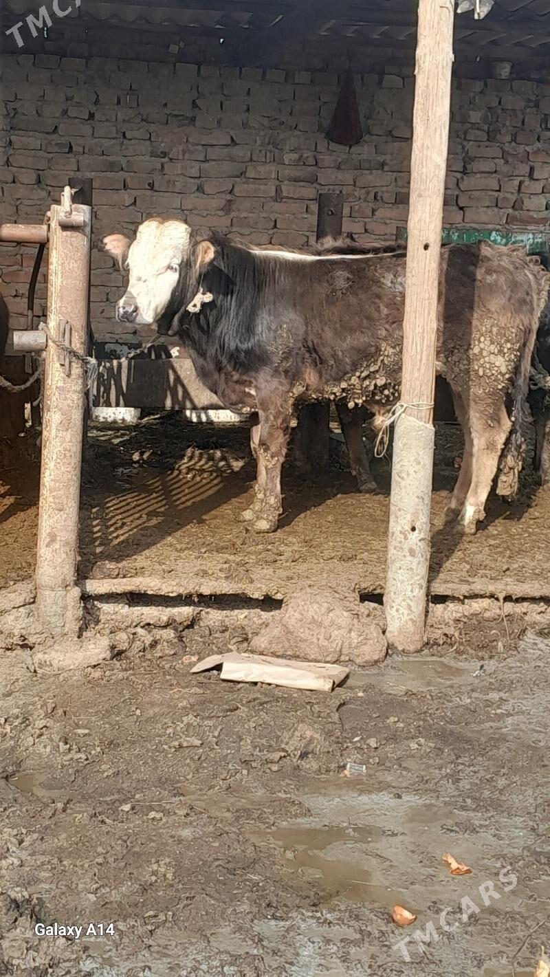 okuz gibrit - Бахарден - img 1