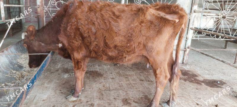 sygyr - Мургап - img 1