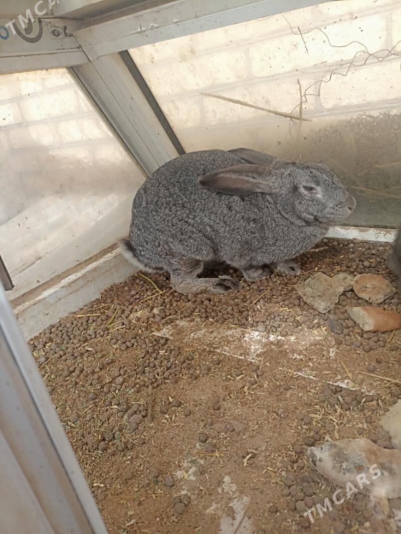 towsan - Чарджоу - img 1