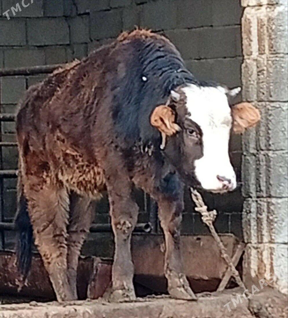 Tüwe - Ашхабад - img 1