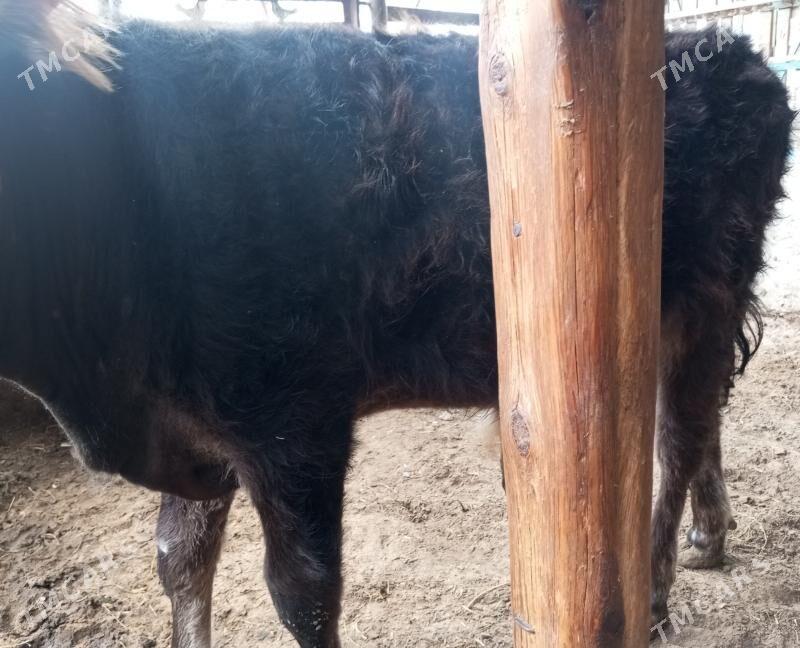 okuz - Балканабат - img 1