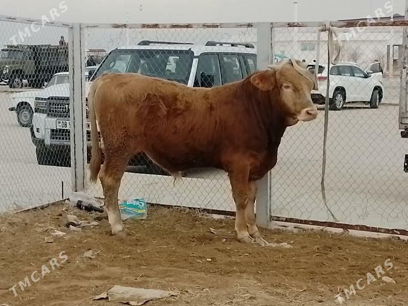 Öküz - Джебел - img 1