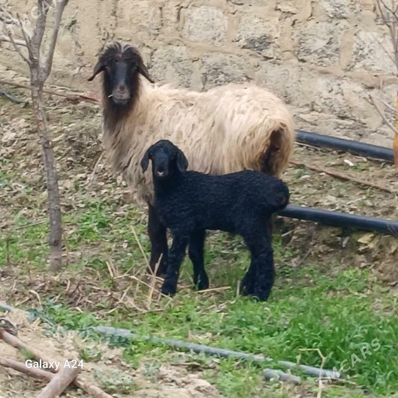 guzly. goÿun - Gökdepe - img 1