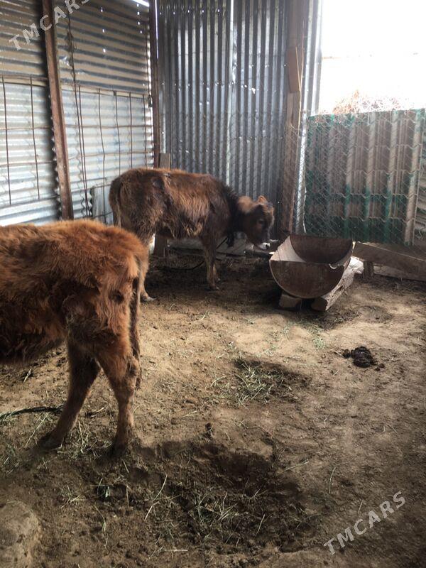 swes gulajyn tohum - Сакарчага - img 1