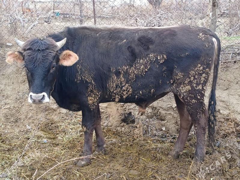 okuz - Bäherden - img 1