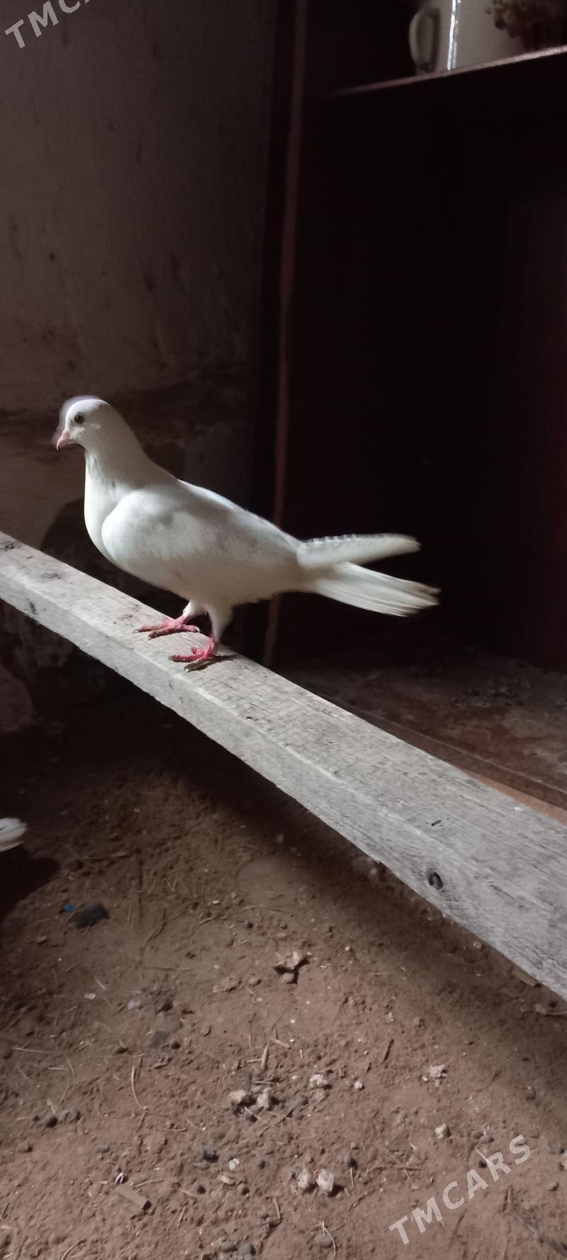 kepderi - Гызыларбат - img 1