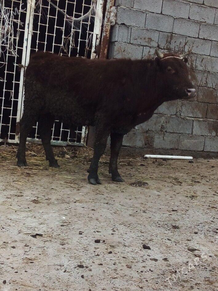 okuz - Гёкдепе - img 1