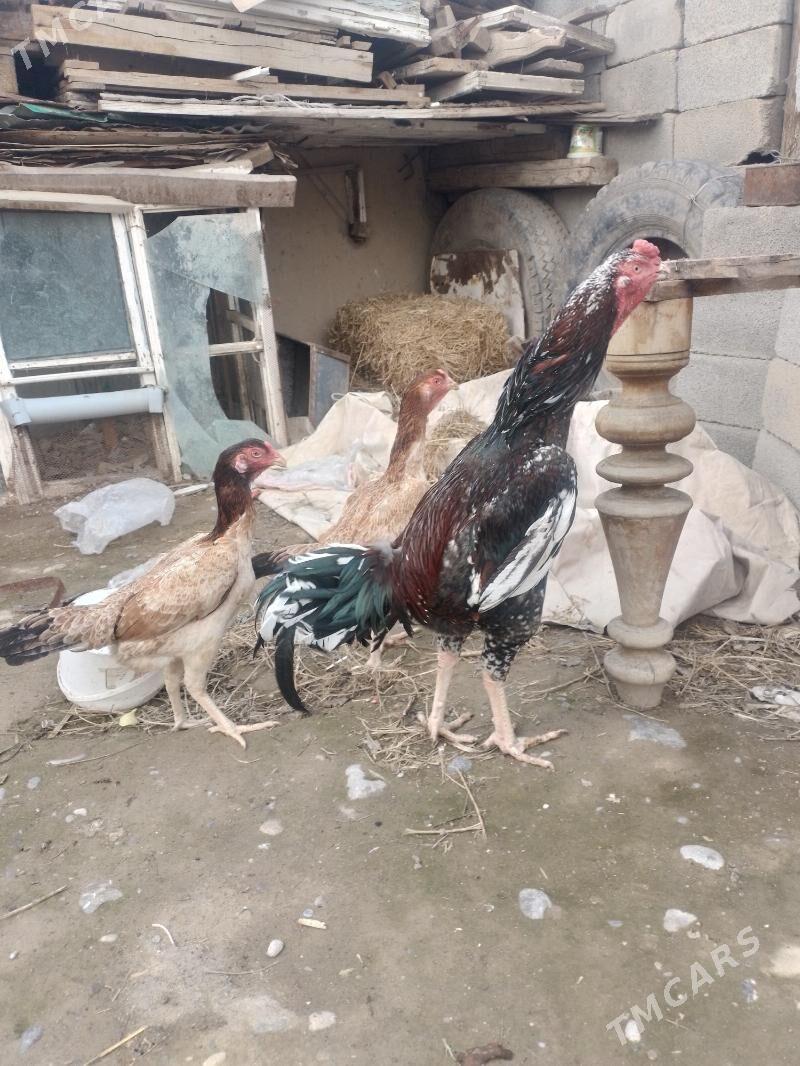 horaz - Бузмеин - img 1