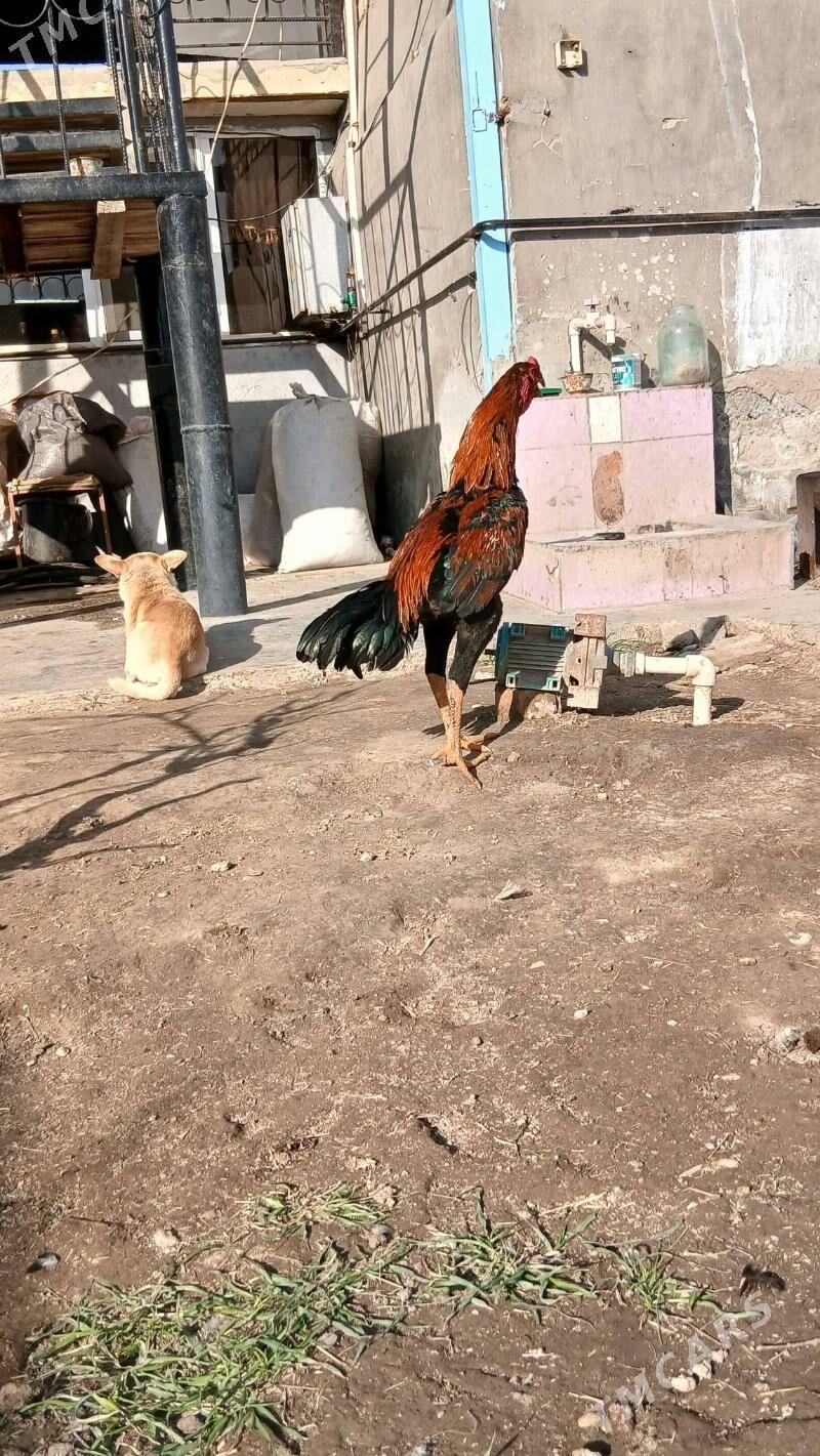 араса азил - Чарджоу - img 1