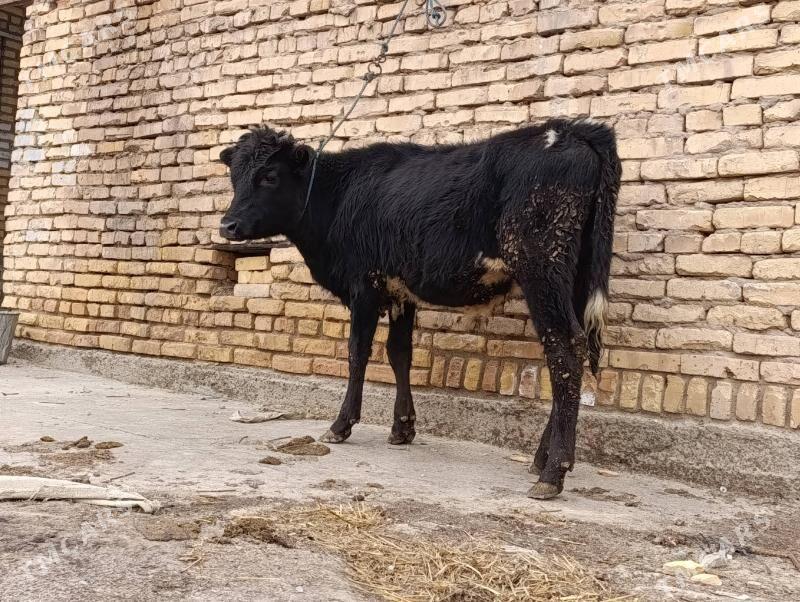 çornyy pyostra okuzce - Çärjew - img 1