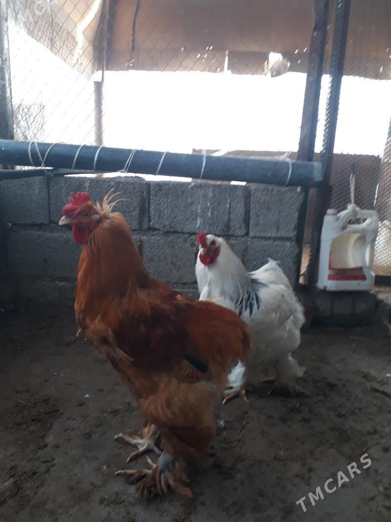 Brama - Änew - img 1