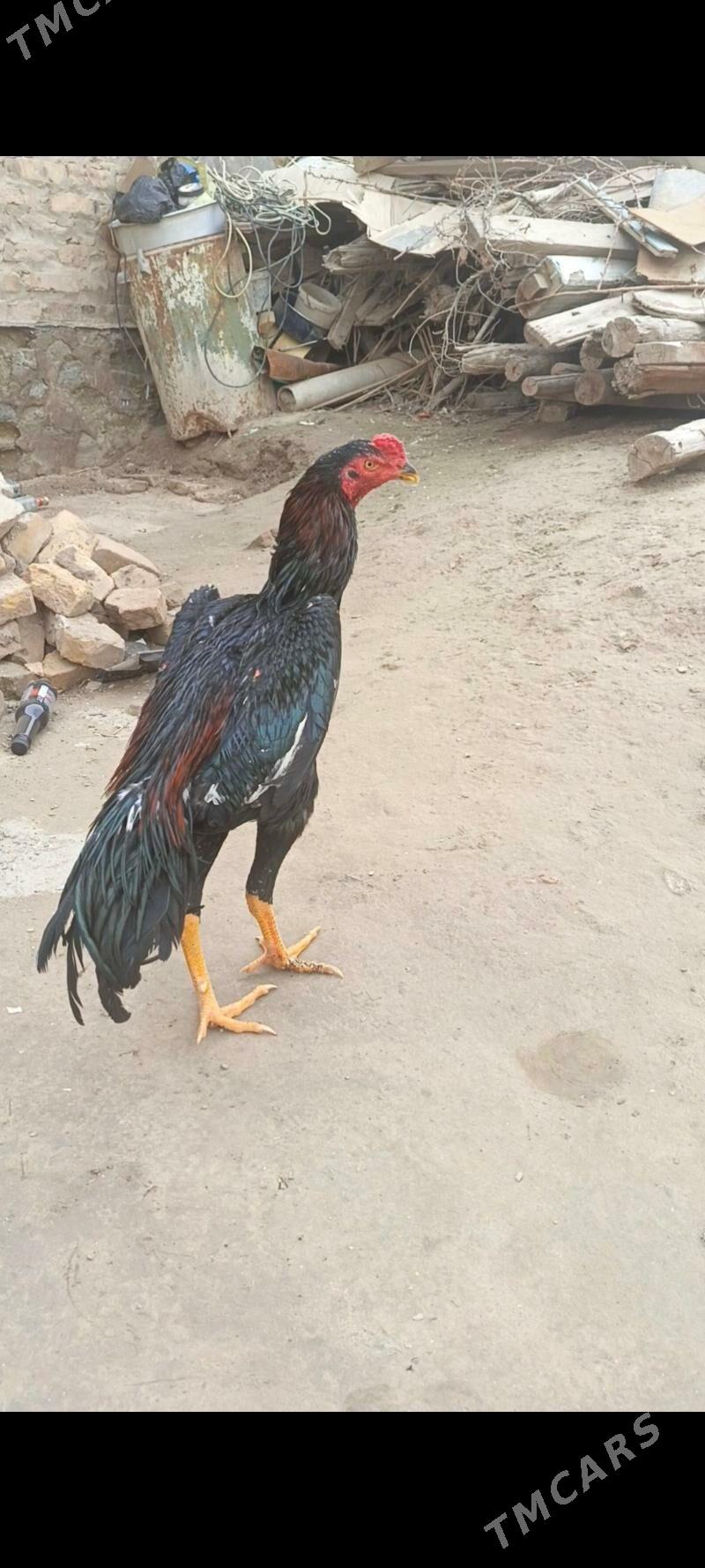 horaz - Керки - img 1