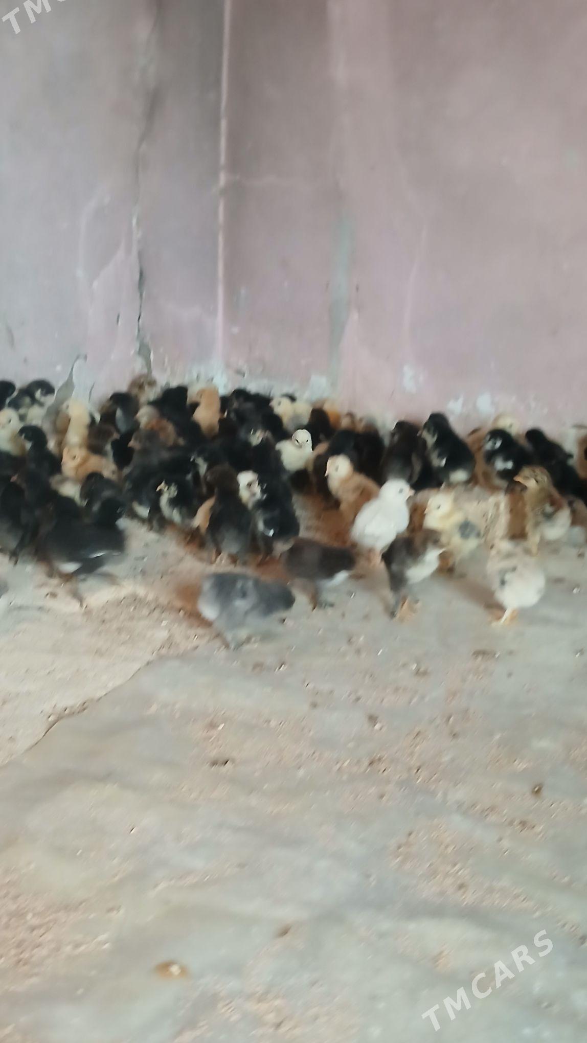 juyje - Мары - img 1