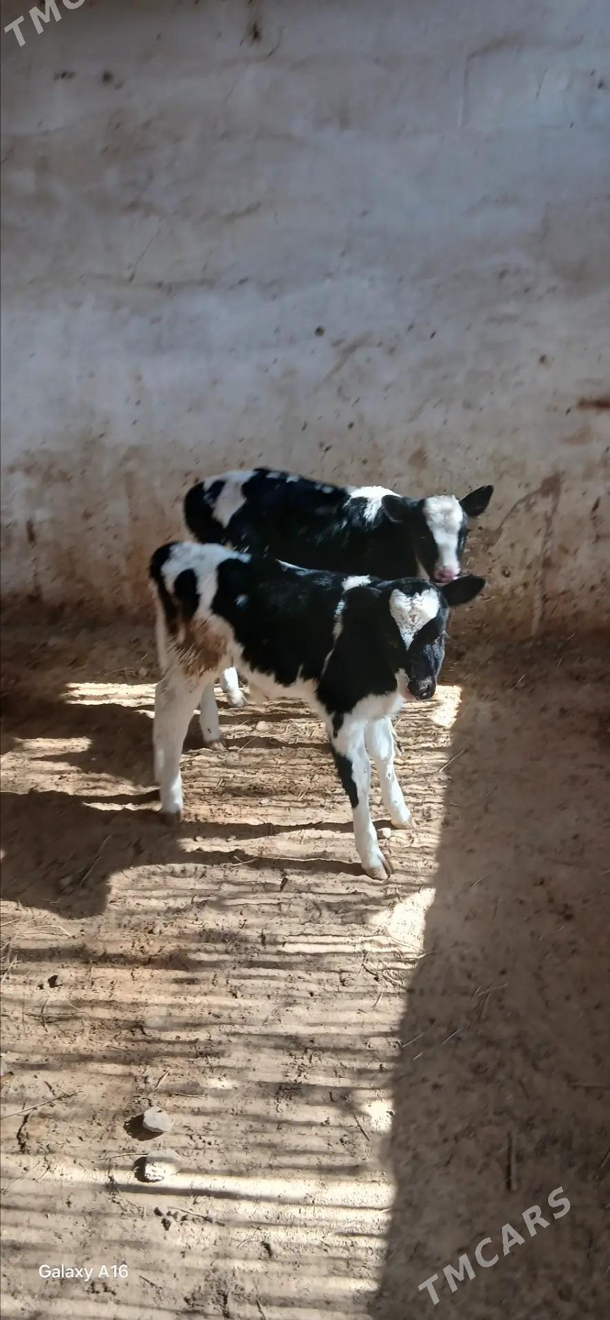 golejikler - Анев - img 1