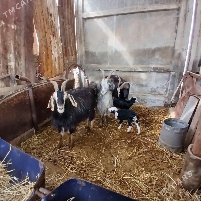 owlakly geçi - Gökdepe - img 1