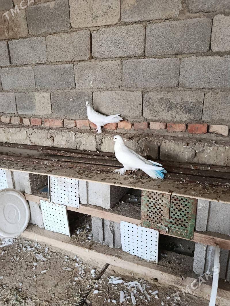 kepderi - Бахарден - img 1