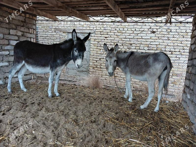 koreliesek - Çärjew - img 1