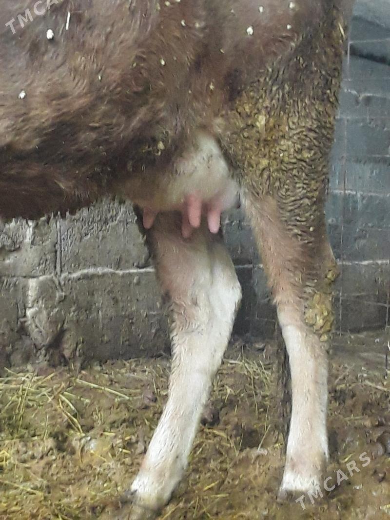 Göleli Sygyr - Gökdepe - img 1