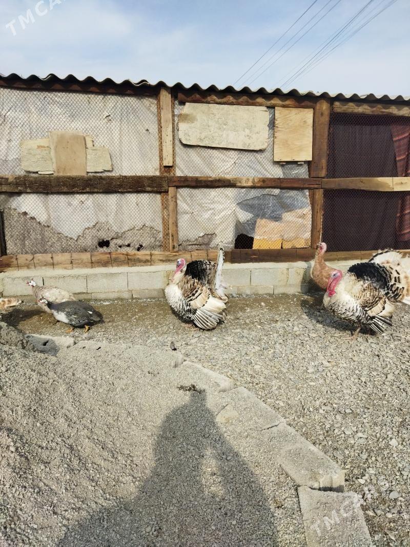 induk - Бахарден - img 1