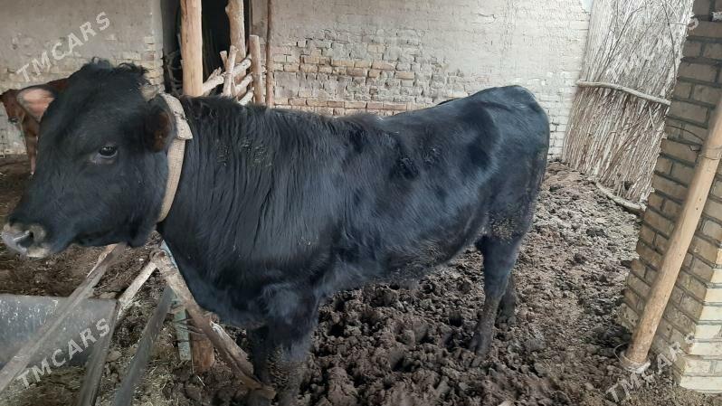 öküz - Garagum etraby - img 1