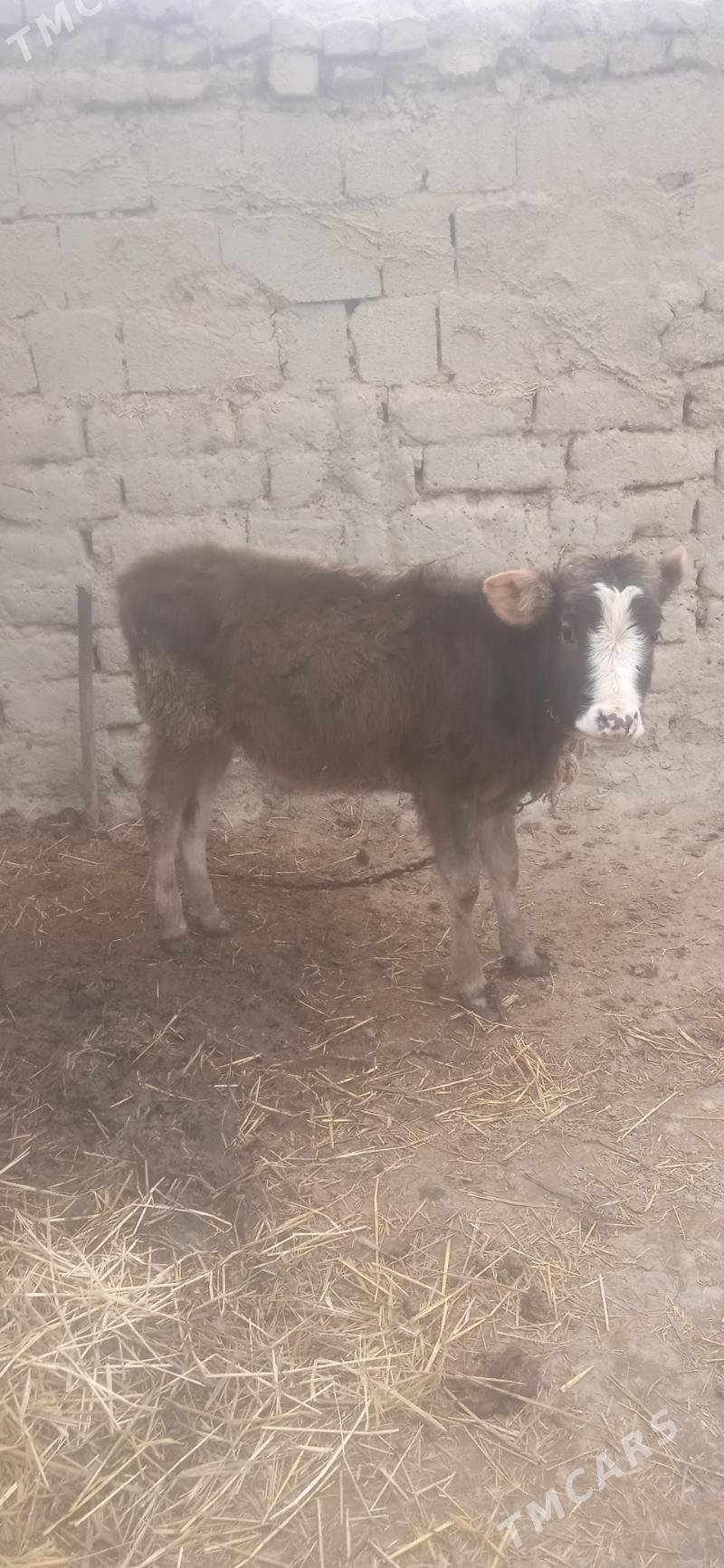 okuz - Bäherden - img 1