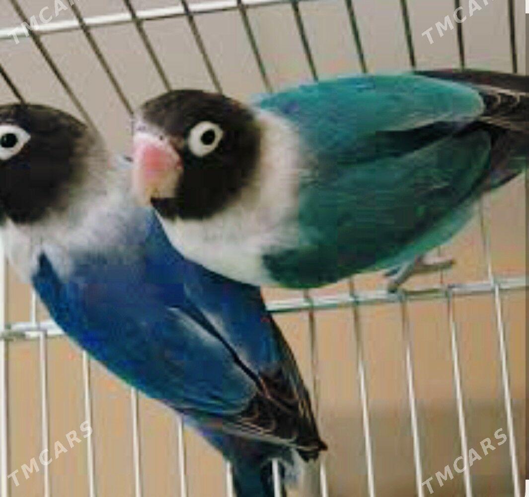 Неразлучник Popugay - Mary - img 1