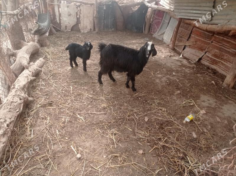 owlakly geçi bar - Чарджоу - img 1