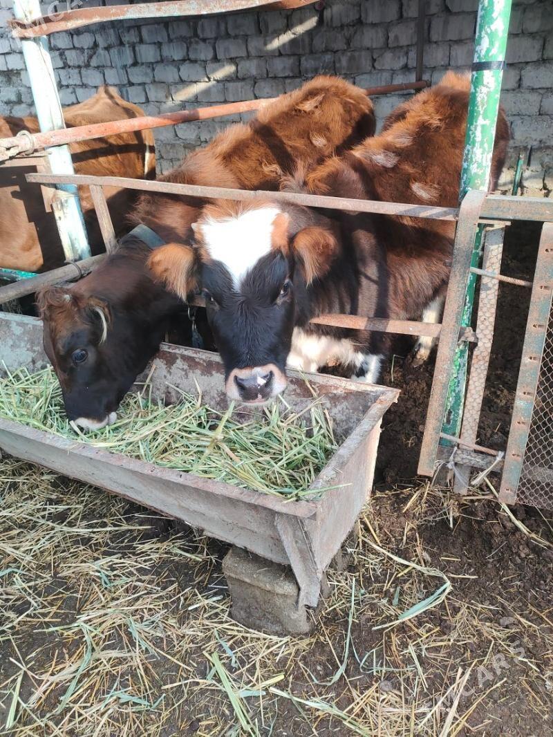 sygyr - Гёкдепе - img 1