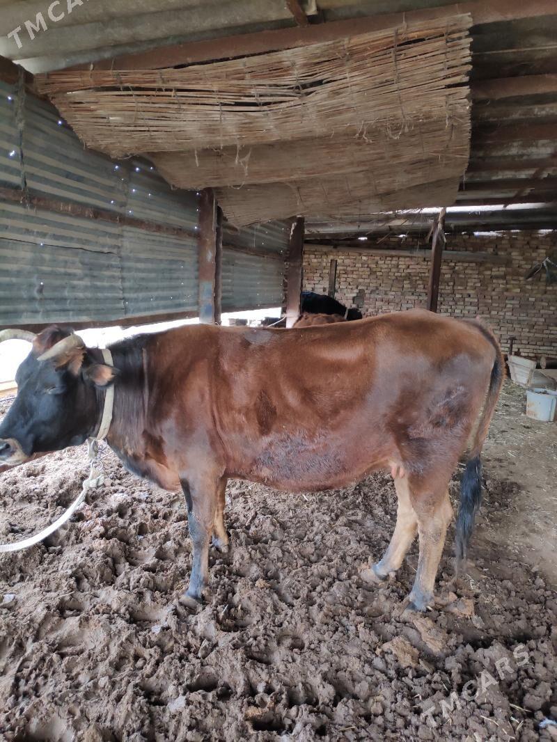 sygyr - Векильбазар - img 1