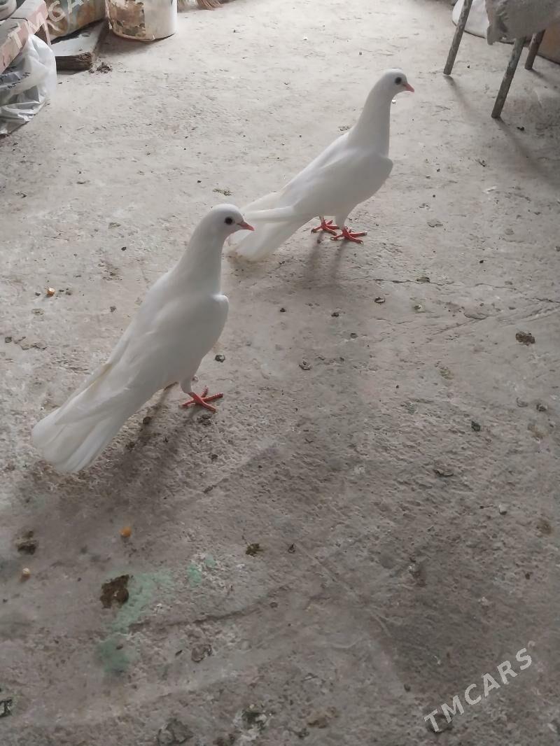 kepderi - Гызыларбат - img 1