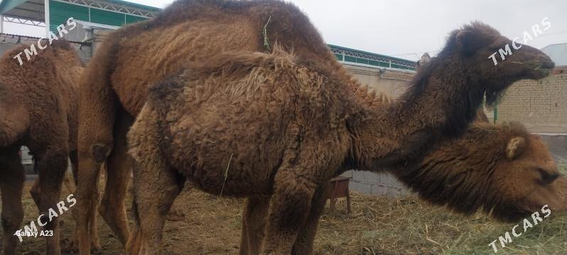 Duye - Bäherden - img 1