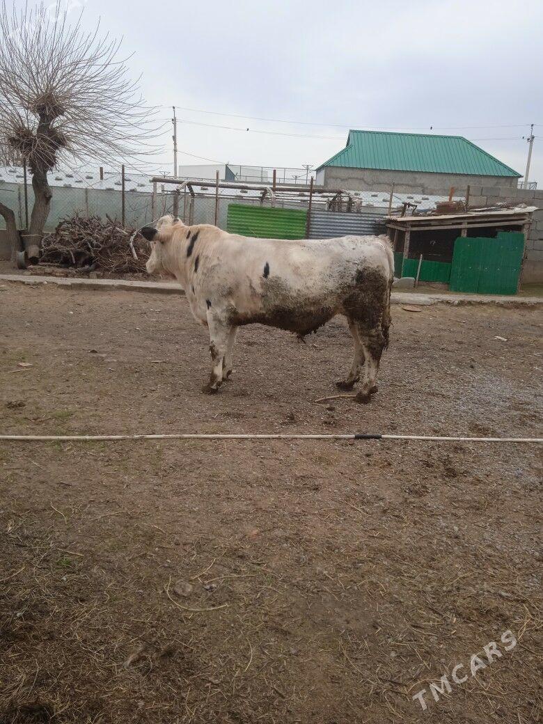 kanatga okuz - Aşgabat - img 1